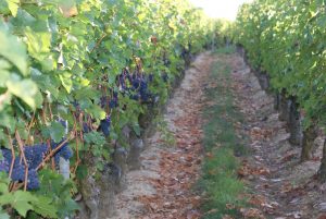 Parcelle de Cabernet Franc, plantée en 1947 sur une veine de calcaire,  dont le nom est pourtant "L'Ardoise"!