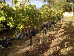 Parcelle de Cabernet Sauvignon, permettant l'élaboration  de vins rouges de type Anjou Rouge et Anjou Villages.