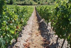 Parcelle de 37% de pente, nous permettant la production de notre fameux Coteaux du Layon Faye  "La Placette".