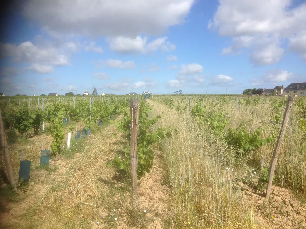 Parcelle durant mise en paillage végétal au Domaine Leblanc